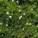 Photos Sagina subulata