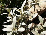 Salix helvetica - Schweizer Weide