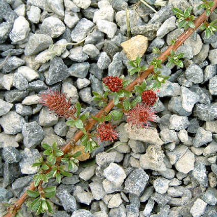 Photos Salix lindleyana - White willow