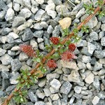 Foto Salix lindleyana - Salice