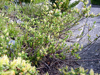 Photos Salix x sepulcralis Tristis - White willow