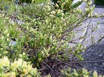 Foto Salix x sepulcralis Tristis - Salice
