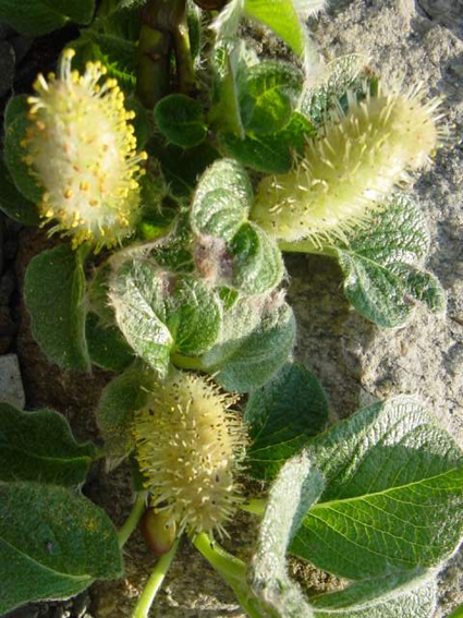 Fotos Salix nakaurama - 