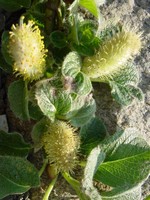 Photos Salix nakaurama