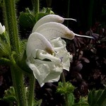 Photos Salvia argentea