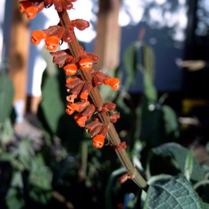 Photos Salvia confertiflora - Sage
