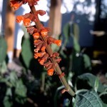 Photos Salvia confertiflora