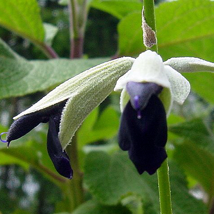 Photos Salvia discolor - Sage