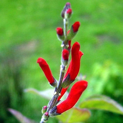 Photos Salvia elegans - 