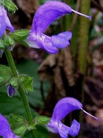 Photos Salvia forsskaolii