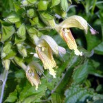 Photos Salvia glutinosa