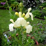 Photos Salvia gregii