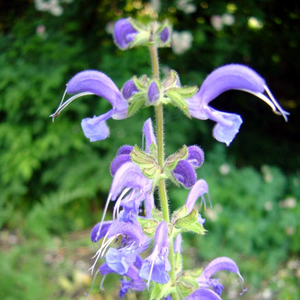 Photos Salvia haematodes - Sage