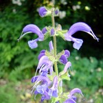 Photos Salvia haematodes