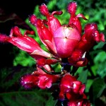 Photos Salvia involucrata