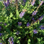 Photos Salvia nemorosa
