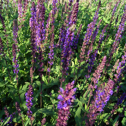 Fotos Salvia nemorosa - 