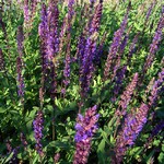 Photos Salvia nemorosa
