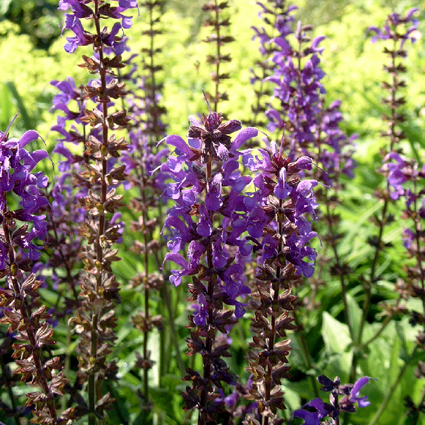 Photos Salvia � superba - Sage