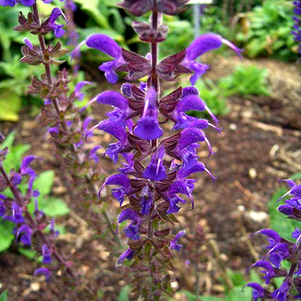 Photos Salvia nemorosa - Sage