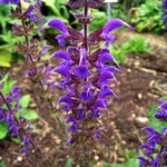 Photos Salvia nemorosa