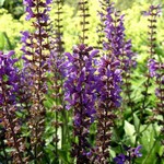 Photos Salvia � superba