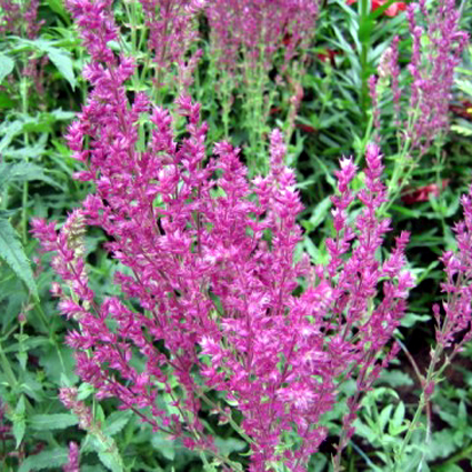 Photos Salvia nemorosa - Sage