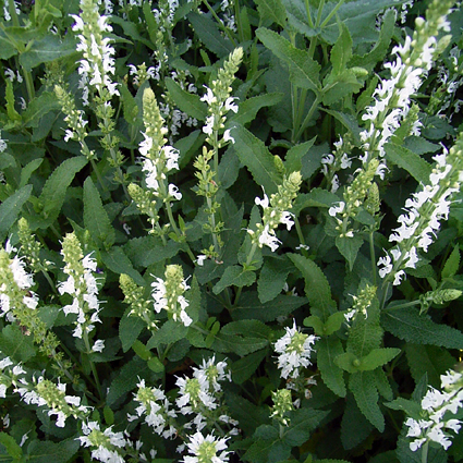 Photos Salvia nemorosa - Sage