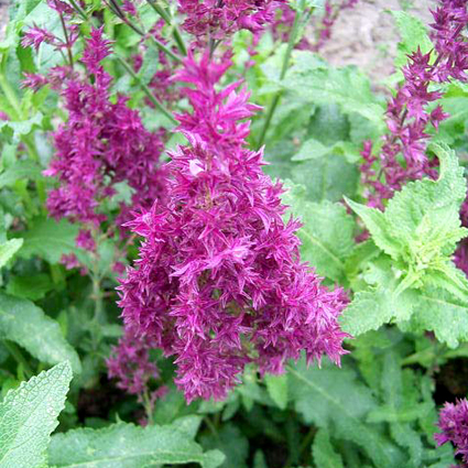 Photos Salvia nemorosa - Sage