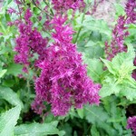 Photos Salvia nemorosa