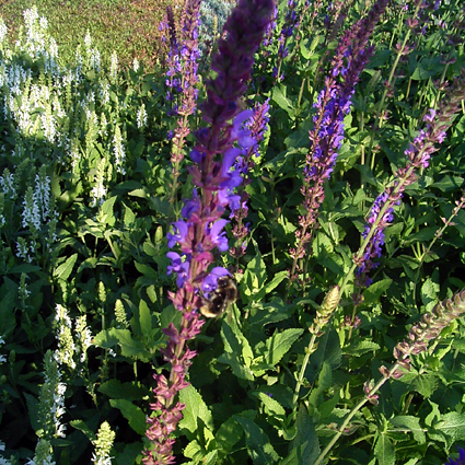 Photos Salvia nemorosa - Sage