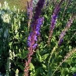 Photos Salvia nemorosa