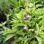 Photos Salvia officinalis