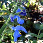 Photos Salvia patens