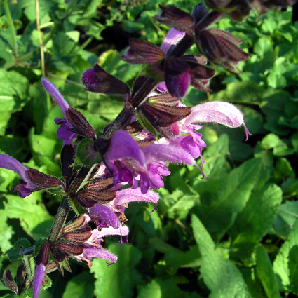 Photos Salvia pratensis ssp. pratensis - Sage