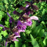 Photos Salvia pratensis ssp. pratensis