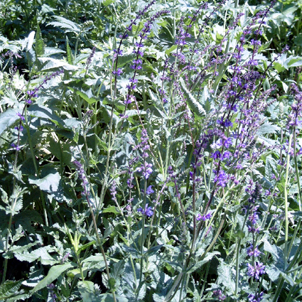 Photos Salvia pratensis ssp. haematodes - Sage