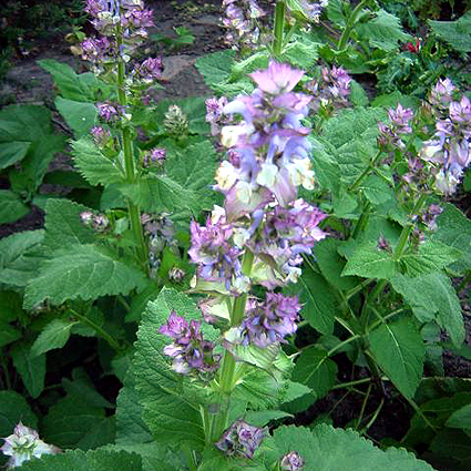Photos Salvia sclarea - European sage