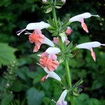 Photos Salvia splendens