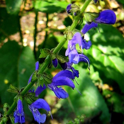 Fotos Salvia tesquifolia - 
