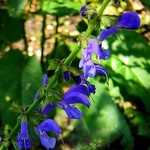 Photos Salvia tesquifolia