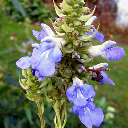 Photos Salvia uluginosa - Sage