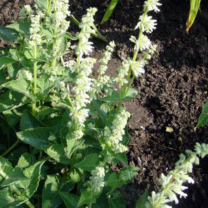Photos Salvia verticillata - Sage