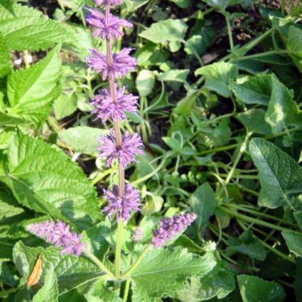 Photos Salvia verticillata - Sage