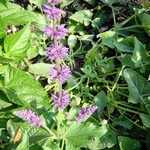 Photos Salvia verticillata
