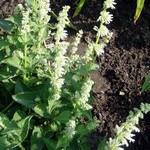 Photos Salvia verticillata