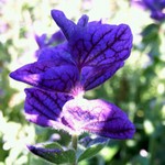 Photos Salvia viridis