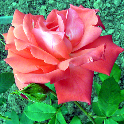 Photos Rosa - Rose