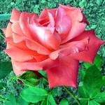 Photos Rosa