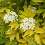 Photos Sambucus nigra Aurea